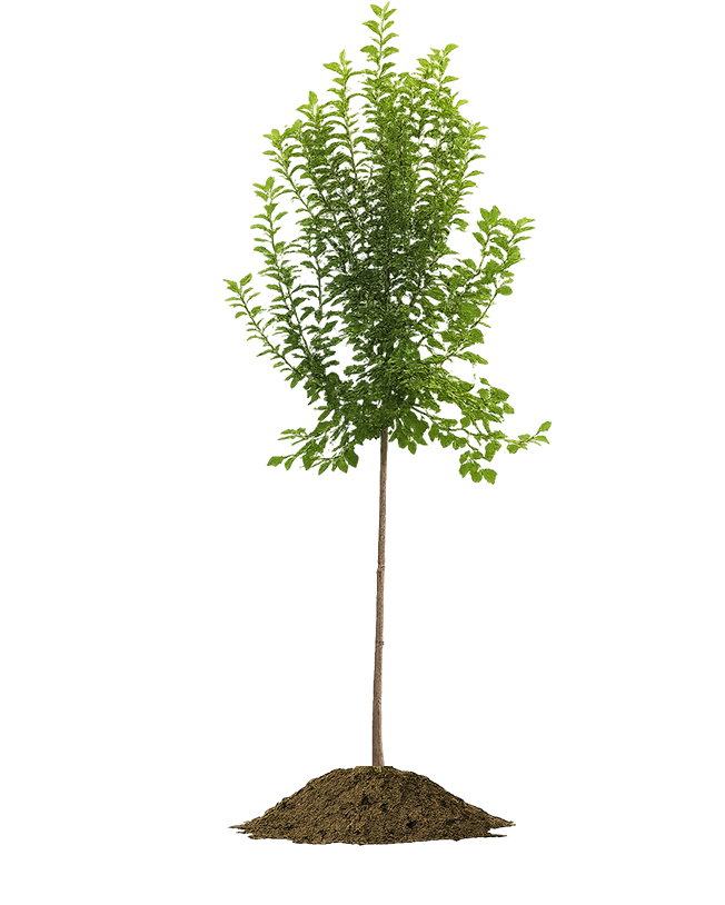 Fruitboom in een hoopje grond